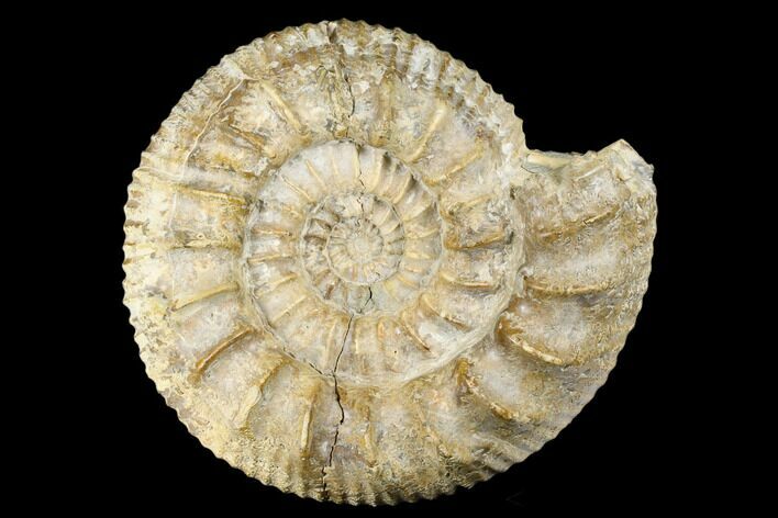 Jurassic Fossil Ammonite (Pavlovia) - Russia #174924